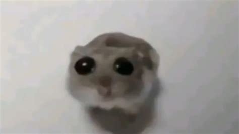 crying hamster meme|crying hamster tiktok.